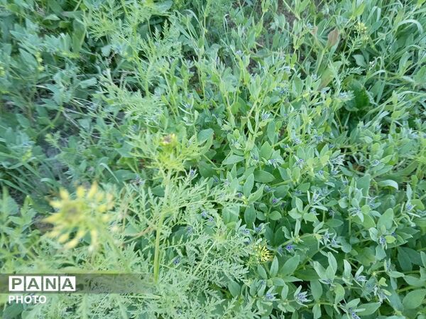 رویش شکوفه ها در روستای فرخ آباد