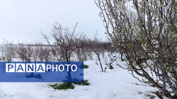 مناظر زیبای باغات روستای بوژمهران پس از بارش برف بهاری ۲۰ سانتیمتری 