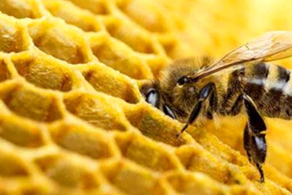 زنبورستان‌های لرستان: یک طعم شیرین با تولید ۴ هزار تُن عسل