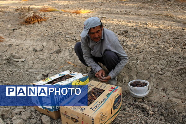 برداشت خرما در منطقه آبپخش