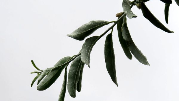 غافلگیری شهر بن از طرف آسمان