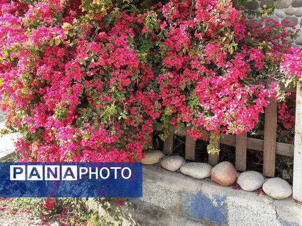 طبیعت بسیار خاص منطقه زیودار شهرستان معمولان