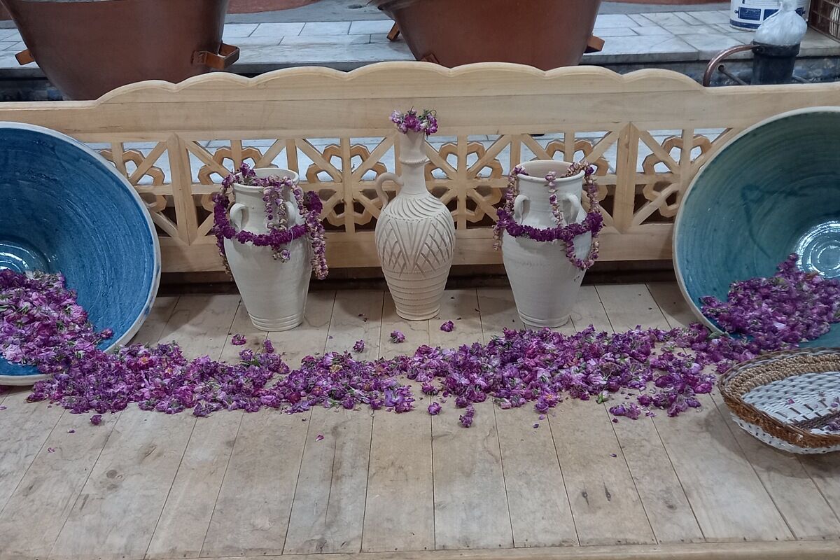 آغاز سمفونی گل و گلاب در مهد گل محمدی