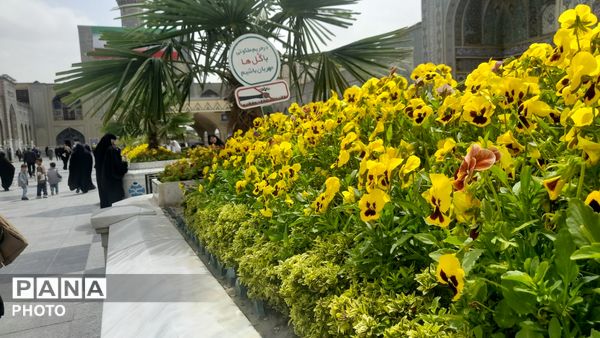 چهارشنبه زیارتی رضوی، آغازی دوباره برای برآورده شدن آرزوها 