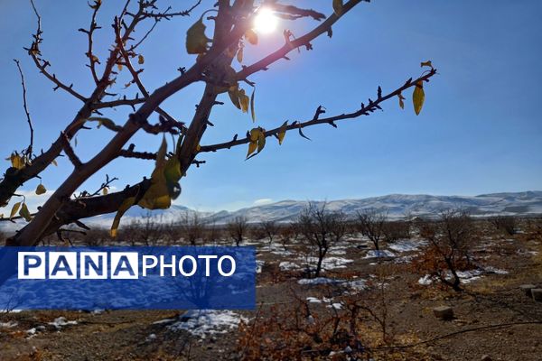 رد پای برف در باغات نهضت آباد اصفهان