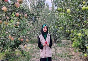 فصل برداشت میوه های تابستانی  در شهربار نیشابور