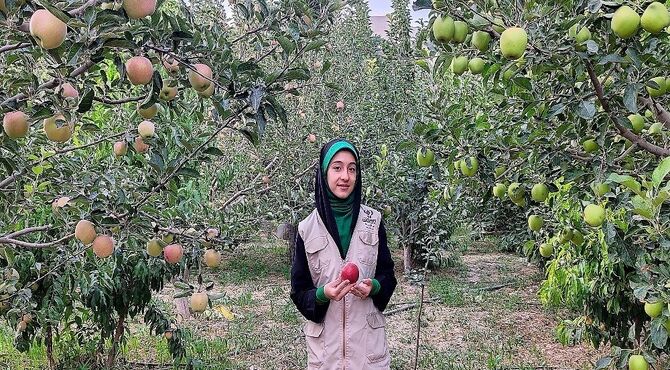 فصل برداشت میوه های تابستانی  در شهربار نیشابور