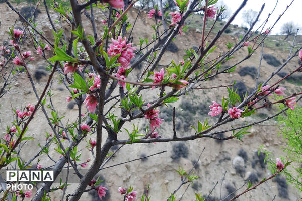 طبیعت روستای بیدله به هنگام بهار