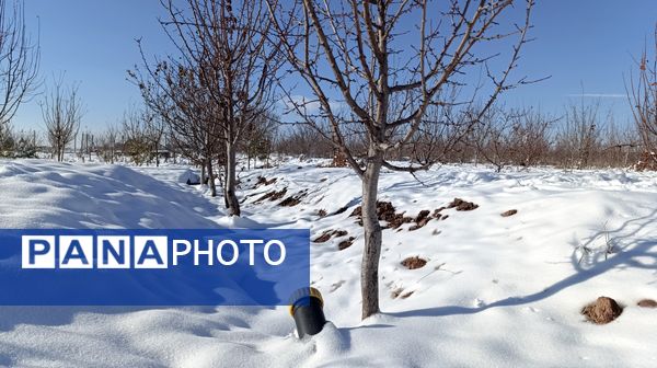 منظره زیبای برف پاییزی در باغات شهرستان نیشابور 