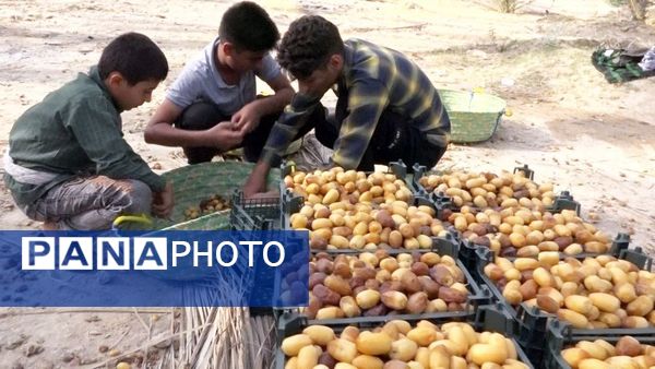 برداشت رطب از نخلستان‌های دالکی دشتستان 