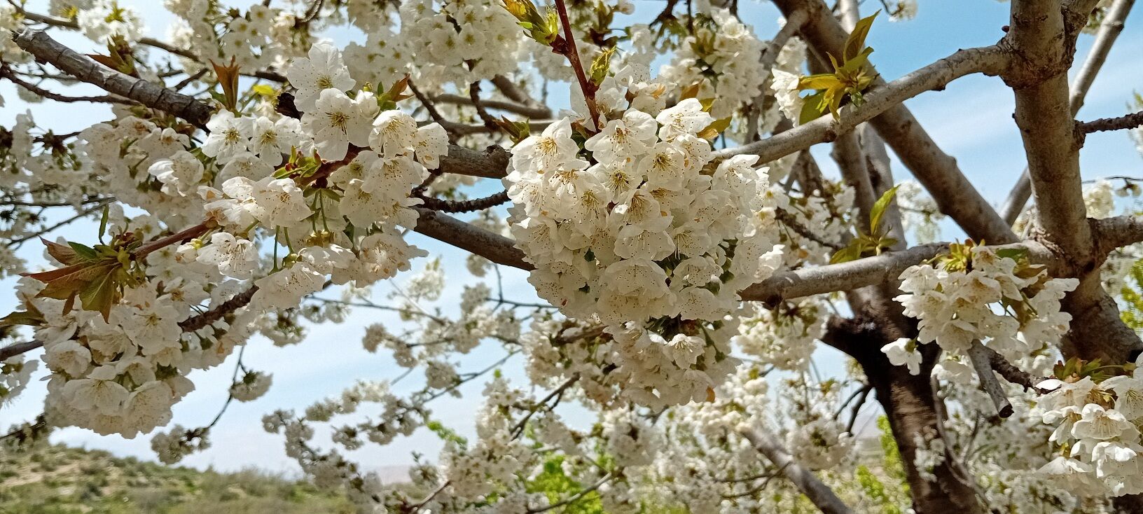 شکوفه‌های بهاری در شهرستان سملقان