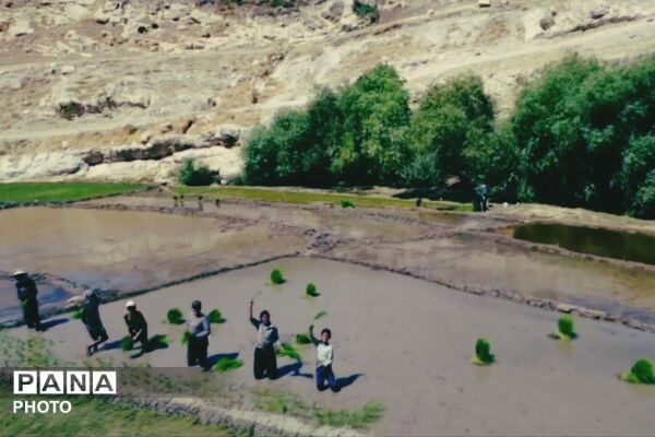 برنجکاری در پلبریده