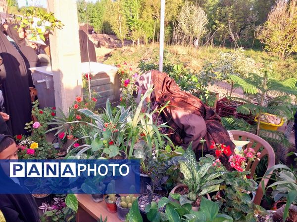 جشنواره ریواس در کوهسرخ