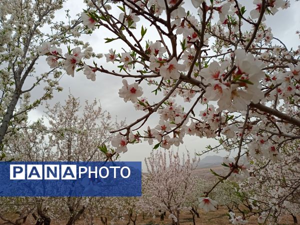 شکوفه‌ها در فصل بهار