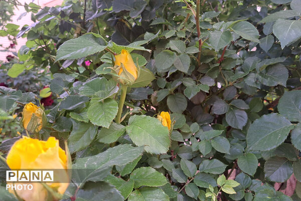 گل‌های زیبای بهاری