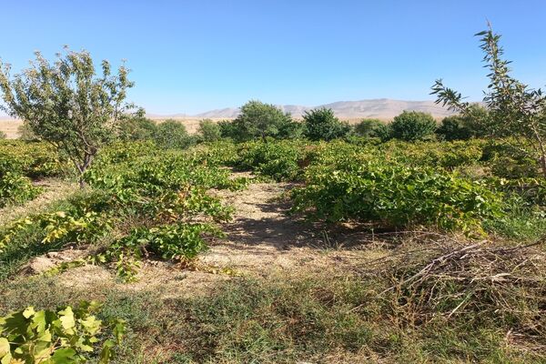 آغاز فصل برداشت انگور از باغات روستای گزکوه فاروج