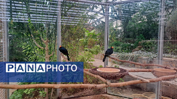 باغ پرندگان قم: جاذبه‌ای بی‌نظیر در قلب کشور
