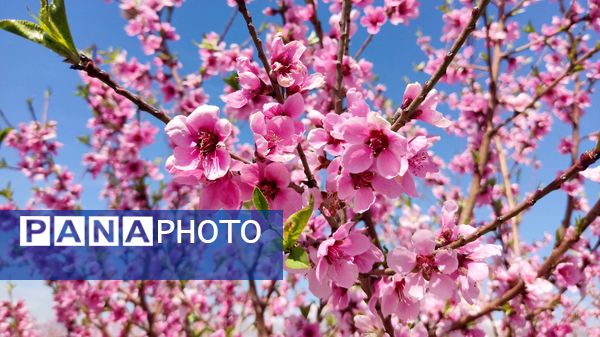 شهرستان نیشابور میزبان فصل بهار