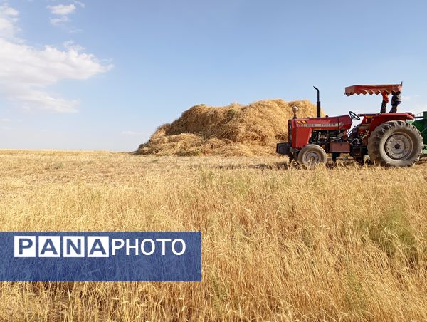 گندم، یکی ازمحصولات کشاورزی در روستای گزکوه 