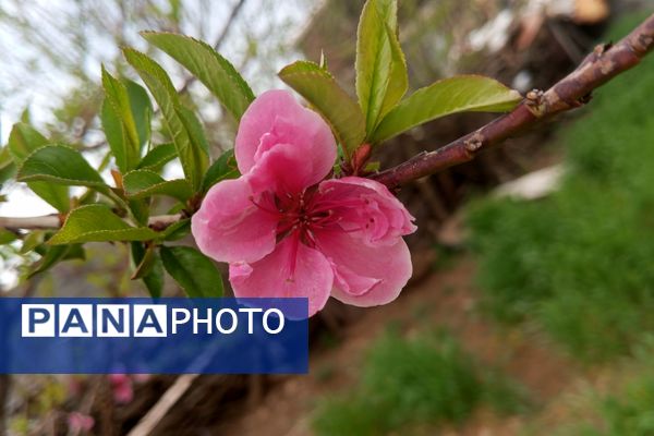 بهار، آغاز دوباره‌ی زندگی طبیعت 