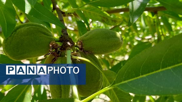 میوه‌های خوش‌رنگ و لعاب بهاری در روستای مارکده
