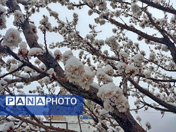 بارش برف بهاری در کوهسرخ