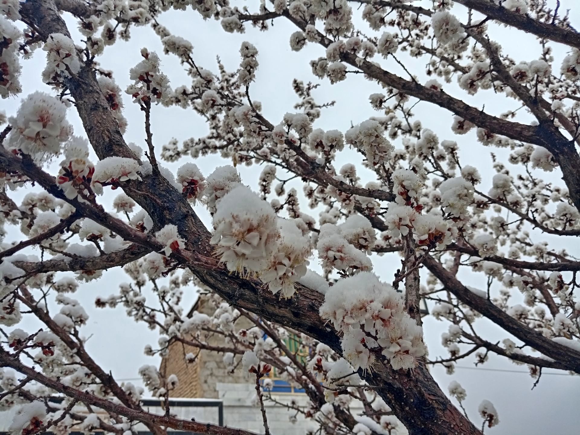 بارش برف بهاری در کوهسرخ