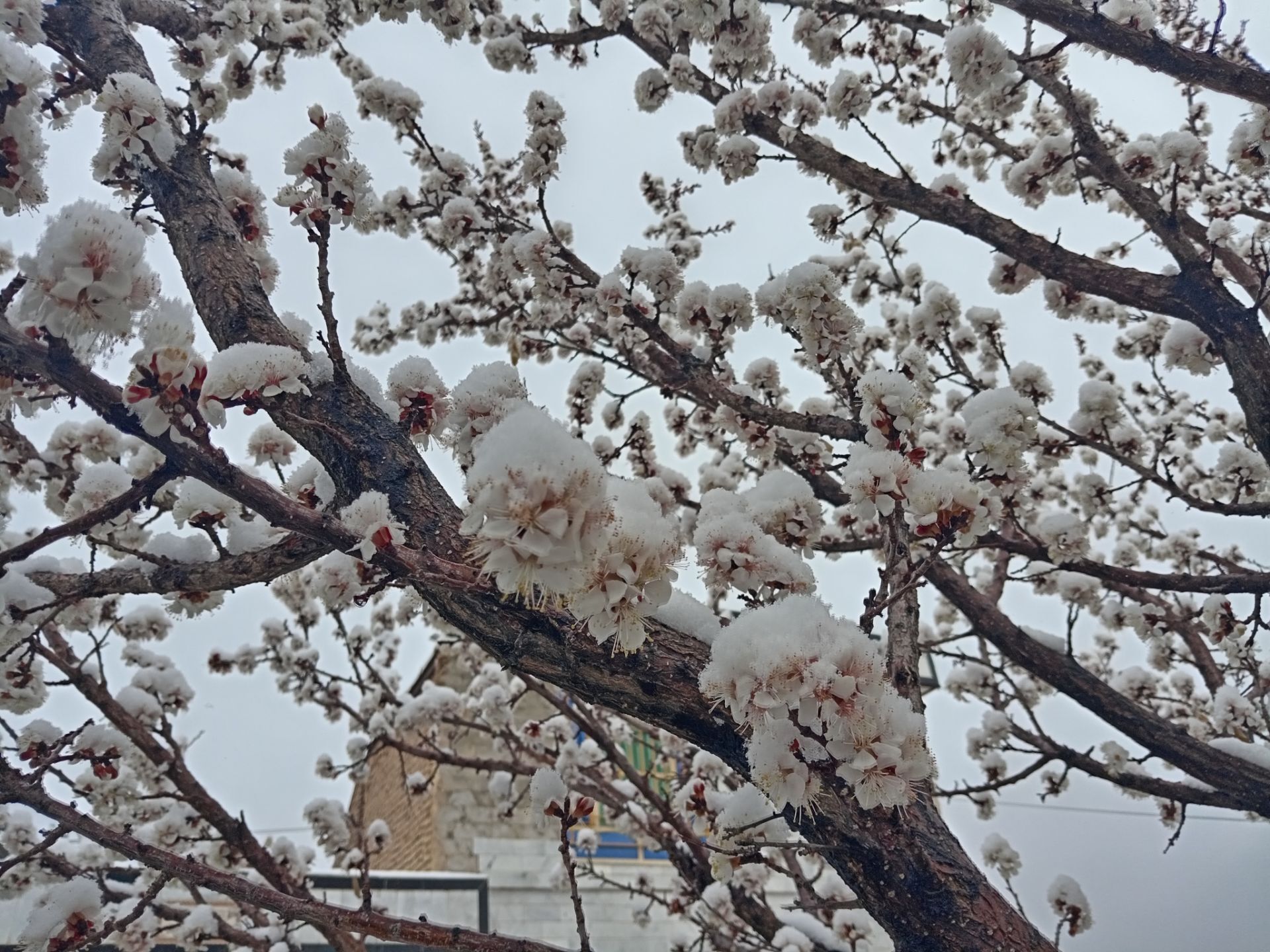 بارش برف بهاری در کوهسرخ