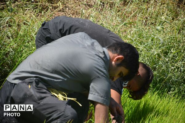 آغاز فصل تولکی در شالیزارهای روستای پلبریده
