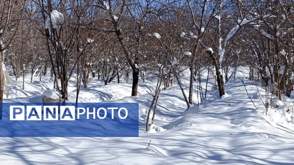 منظره زیبای برف پاییزی در باغات شهرستان نیشابور 