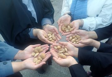 کارگاه بازی و مسابقه بادام در روستای جندابه