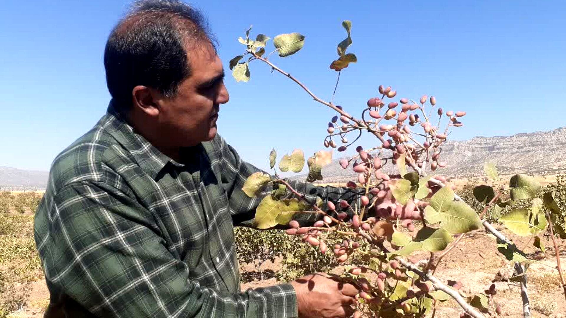 کوهدشت؛ قطب نخست تولید پسته در لرستان