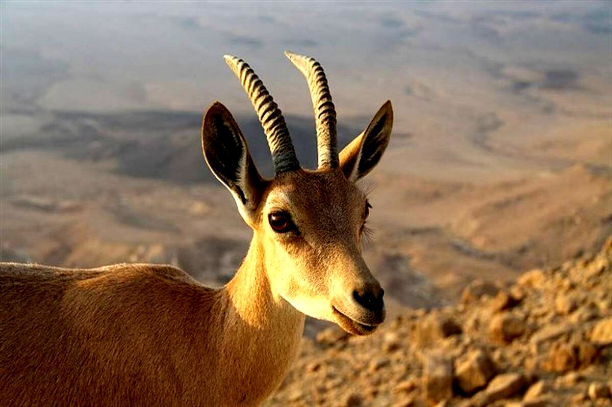 شمارش معکوس برای بقا در حیاتِ‌وحش
