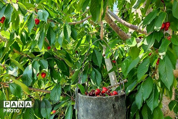 فصل چیدن یاقوت های چشم نواز در شهر بار نیشابور-۱