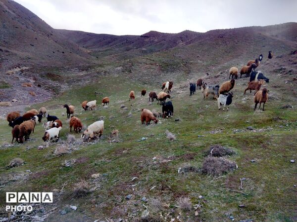 درهٔ پرستو ها در شهر نیشابور