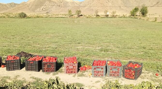 سفر به باغ گوجه و یونجه