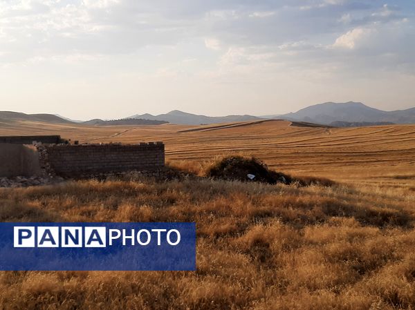  آغاز برداشت گندم از مزارع شهرستان هلیلان 