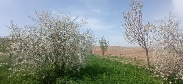 طبیعت بی نظیر روستا سربالا بهترین گزینه برای طبیعتگردی در فصل بهار