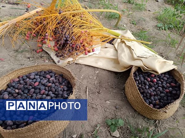 برداشت خرما در شهر رویدر 