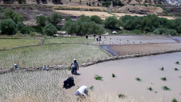 کاشت برنج در روستای بیدله 