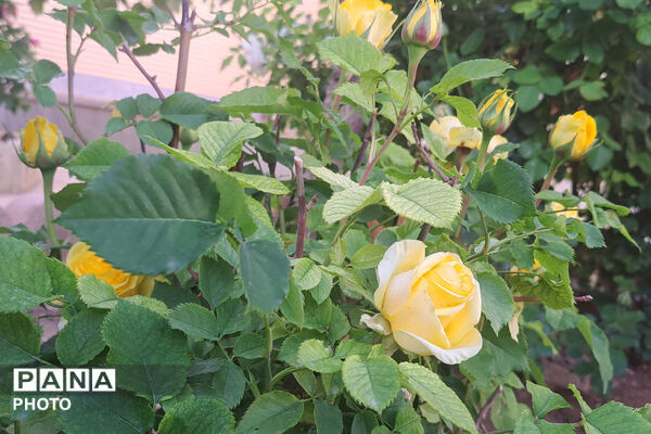گل‌های زیبای بهاری