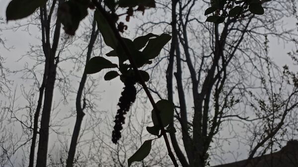 آوای گوش‌نواز بهار در طبیعت شهرستان‌بن