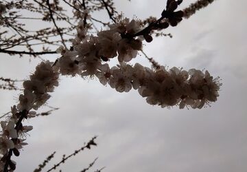 چیدن سفره هفت‌سین، یکی از قدیمی‌ترین سنتهای ایران باستان