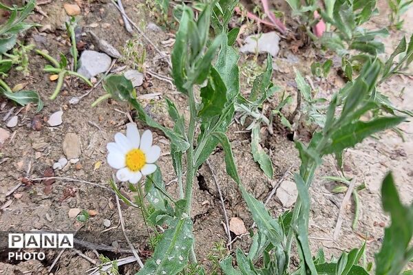 آلبوم تصویری از طبیعت زیبای شهر بار در اردیبهشت‌ماه  ۱۴۰۵ -1